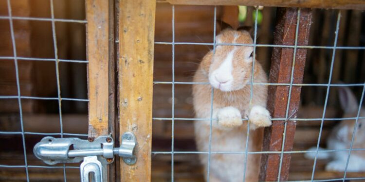 Comment savoir si un lapin ne va pas bien ?