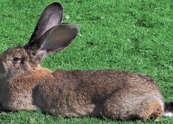 Comment savoir si un lapin se sent seul ?
