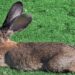 Comment savoir si un lapin se sent seul ?