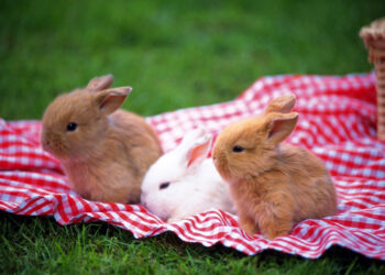 Comment savoir si un lapin s'ennuie ?