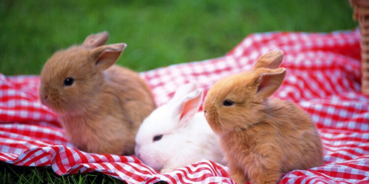 Comment savoir si un lapin s'ennuie ?