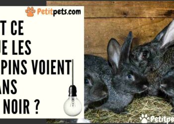 Comment savoir si un lapin vous aime ?
