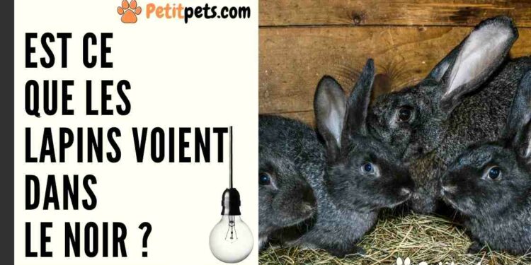 Comment savoir si un lapin vous aime ?