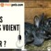 Comment savoir si un lapin vous aime ?