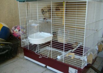 Comment savoir si un mandarin est heureux ?