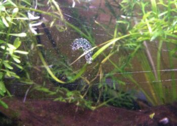 Comment savoir si un néon est enceinte ?