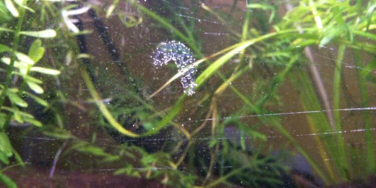 Comment savoir si un néon est enceinte ?