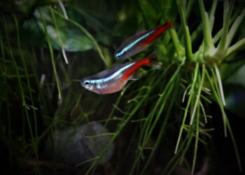 Comment savoir si un néon est enceinte ?