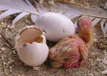 Comment savoir si un œuf de pigeon est fécondé ?