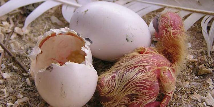 Comment savoir si un œuf de pigeon est fécondé ?
