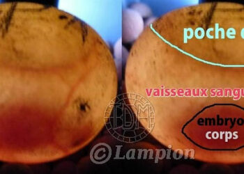 Comment savoir si un œuf de tortue est fécondé ou pas ?