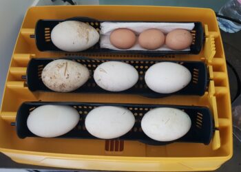 Comment savoir si un oeuf d'oie est fécondé ?