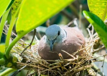 Comment savoir si un œuf d'oiseau est vivant ?