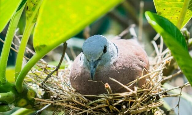 Comment savoir si un œuf d'oiseau est vivant ?