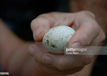 Comment savoir si un œuf d'oiseau est vivant ?