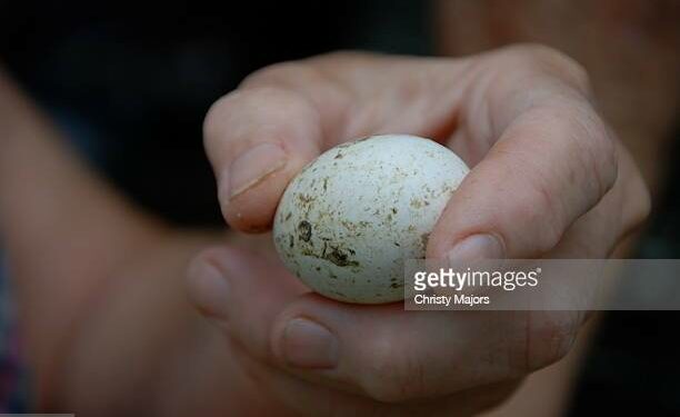 Comment savoir si un œuf d'oiseau est vivant ?