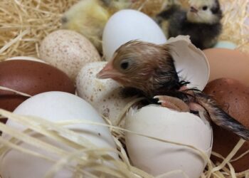 Comment savoir si un œuf est fécondé ?