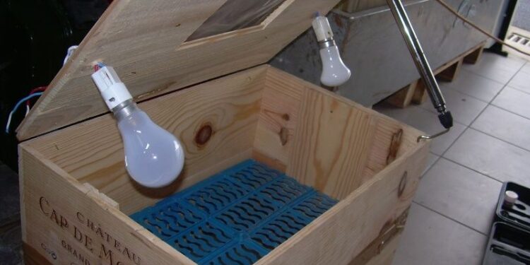 Comment savoir si un œuf est fécondé ou pas ?