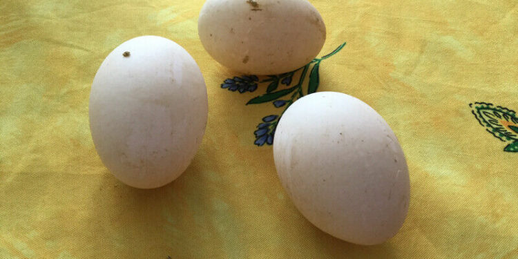 Comment savoir si un œuf est mâle ou femelle ?