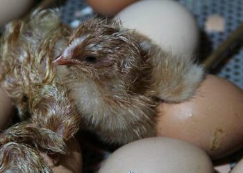 Comment savoir si un œuf est prêt à éclore ?