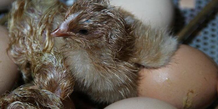 Comment savoir si un œuf est prêt à éclore ?