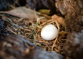 Comment savoir si un œuf est vivant ou mort ?
