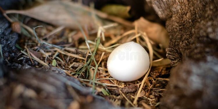 Comment savoir si un œuf est vivant ou mort ?