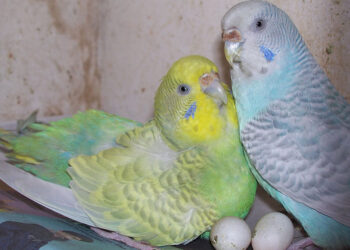 Comment savoir si un œuf est vivant ou mort ?