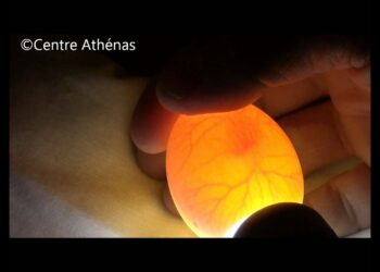 Comment savoir si un œuf est vivant ou mort ?