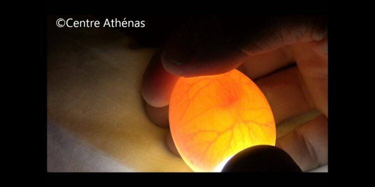 Comment savoir si un œuf est vivant ou mort ?