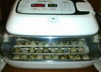 Comment savoir si un œuf est vivant ou mort ?