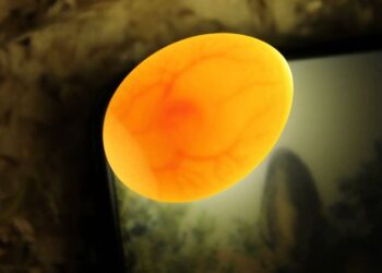 Comment savoir si un œuf est vivant ou mort ?