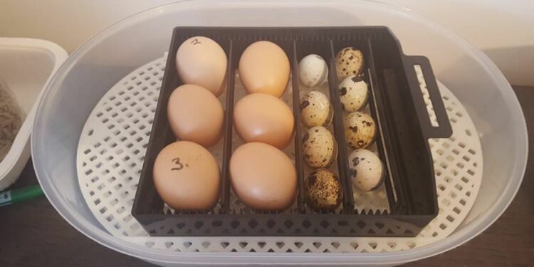 Comment savoir si un œuf est vivant ou mort ?