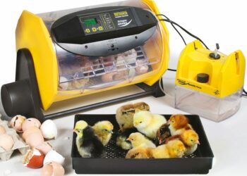 Comment savoir si un œuf est vivant ou mort ?