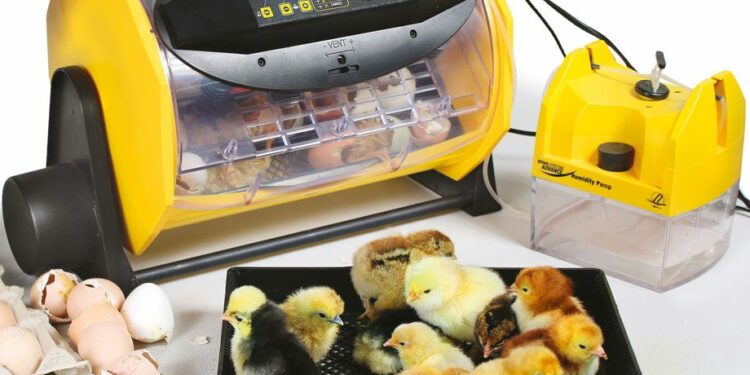 Comment savoir si un œuf est vivant ou mort ?