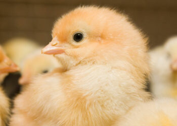 Comment savoir si un œuf est vivant ou mort ?