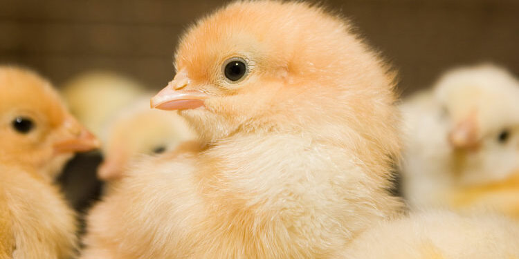 Comment savoir si un œuf est vivant ou mort ?