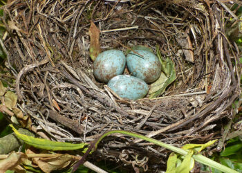 Comment savoir si un œuf fécondé est mort ?