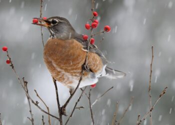 Comment savoir si un oiseau à froid ?