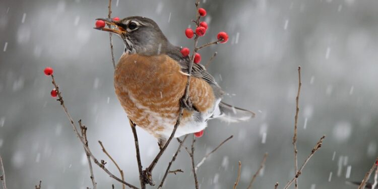 Comment savoir si un oiseau à froid ?