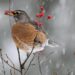 Comment savoir si un oiseau à froid ?