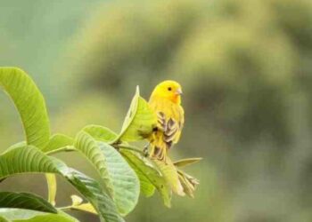 Comment savoir si un oiseau est malheureux ?