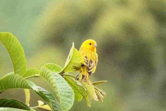 Comment savoir si un oiseau est malheureux ?