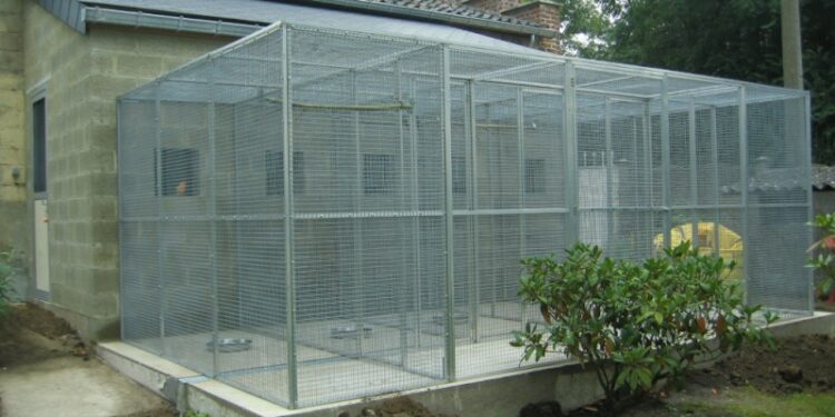 Comment savoir si un oiseau est triste ?