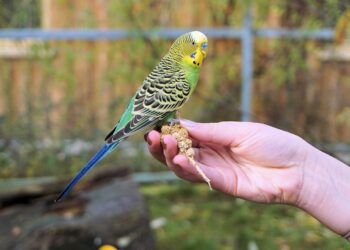 Comment savoir si un oiseau va pondre ?
