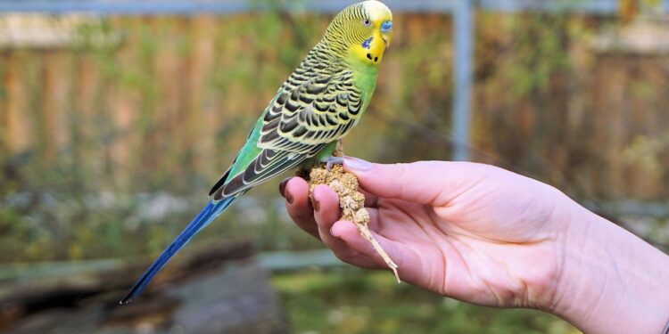 Comment savoir si un oiseau va pondre ?