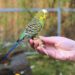 Comment savoir si un oiseau va pondre ?
