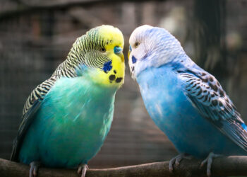 Comment savoir si un oiseau vous aime ?