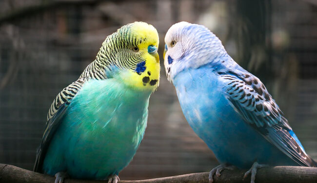 Comment savoir si un oiseau vous aime ?