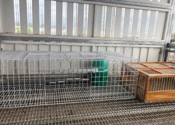 Comment savoir si un pigeon est heureux ?